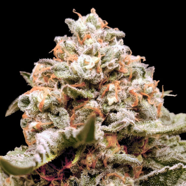 Auto Rainbow Mints feminised cannabis seeds by 00 Seeds for indoor and outdoor